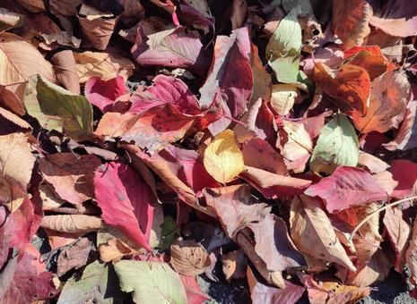 桜の落ち葉 落ち葉,紅葉,桜葉の写真素材