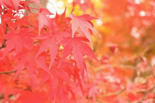紅葉 紅葉 紅葉,もみじ,秋の写真素材