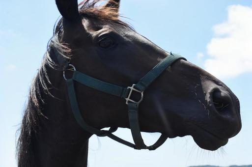 アップ馬顔④ アップ馬顔④の写真
