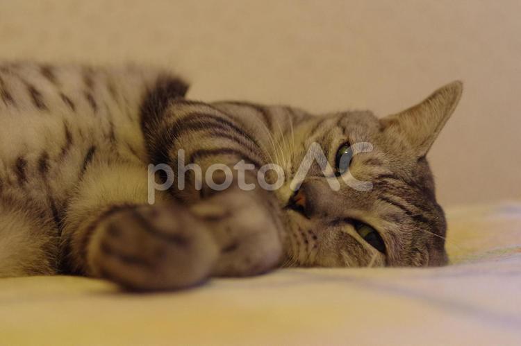 猫　ネコ　眠気まなこ　ペット　動物 猫,ネコ,眠気まなこの写真素材
