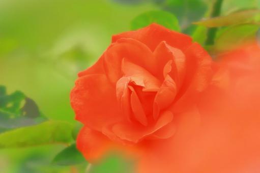 開花した鮮やかなオレンジ色の秋薔薇 植物,花,薔薇の写真素材
