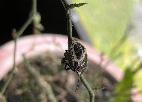 アカスジキンカメムシの幼虫 アカスジキンカメムシの幼虫 夏,カメムシ,アカスジキンカメムシの写真素材