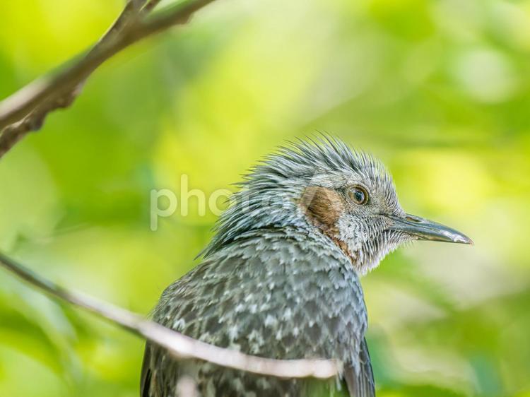 枝にとまるヒヨドリ ヒヨドリ,野鳥,鳥の写真素材