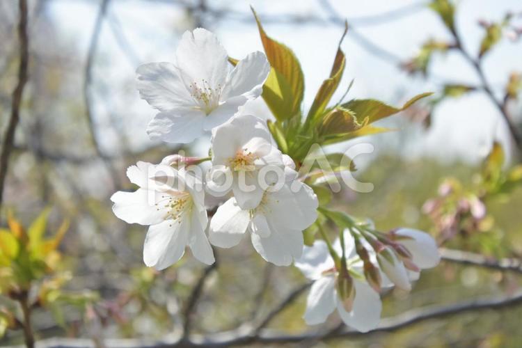 桜 桜,さくら,サクラの写真素材
