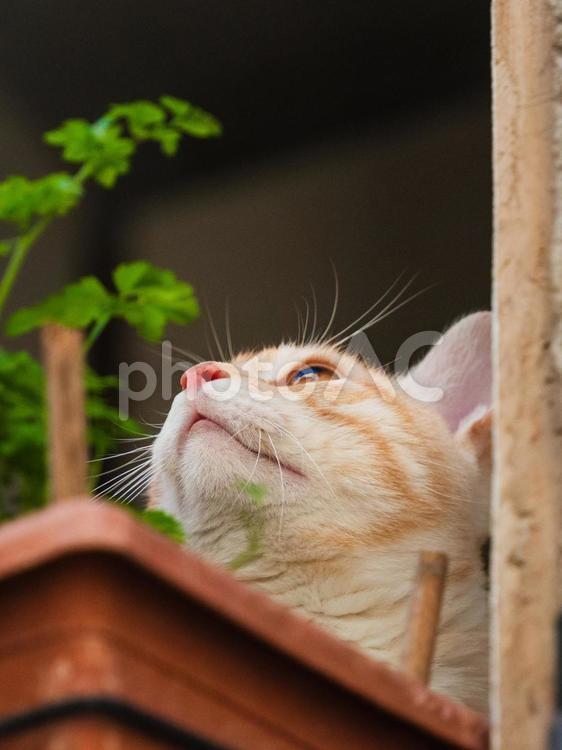 上を見つめるねこ ネコ,猫,ねこの写真素材