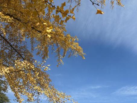 黄色い銀杏の梢と秋空　イチョウ　紅葉 イチョウ,銀杏,紅葉の写真素材