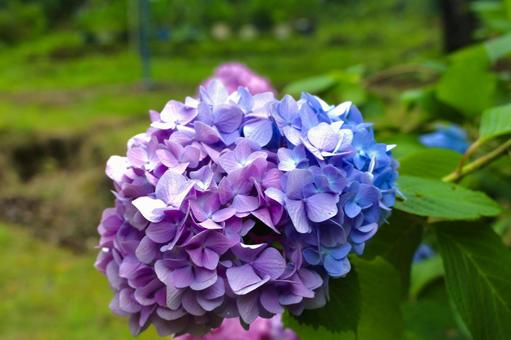 2色の紫陽花 2色の紫陽花の写真