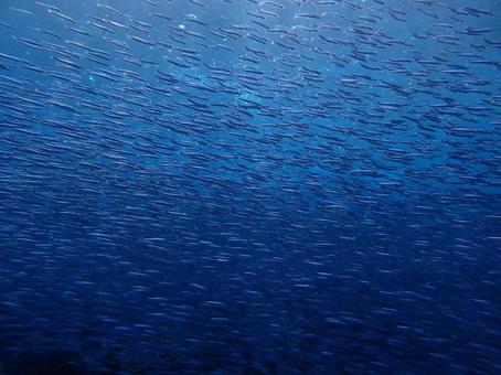 伊豆大島の魚の群れ 魚の群れ,魚群,魚の写真素材
