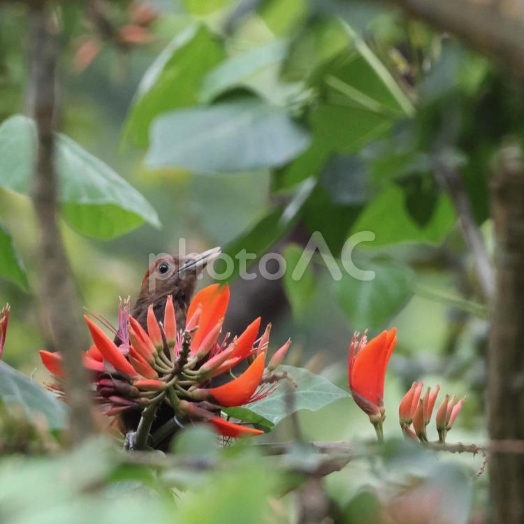 デイゴの花の蜜に来たノグチゲラ　山原の森 ノグチゲラ,啄木鳥,キツツキの写真素材