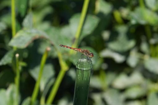 トンボ（アキアカネ）の写真