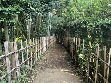 佐倉／ひよどり坂の竹林 ひよどり坂,竹林,竹の写真素材