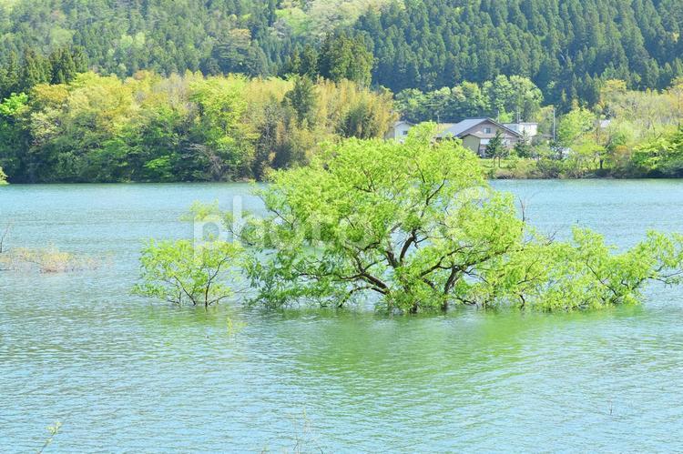 宮城県仙台市青葉区　大倉ダム　ダム湖　８ 大倉ダム,ダム湖,ダムの写真素材