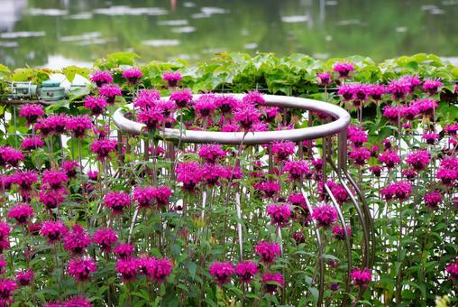 Photo, bergamot, flower, plant, 
