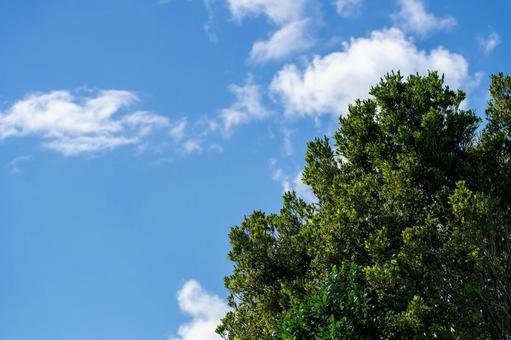 初夏の青空と新緑の木と白い雲 初夏の青空と新緑の木と白い雲 青空,空,自然の写真素材