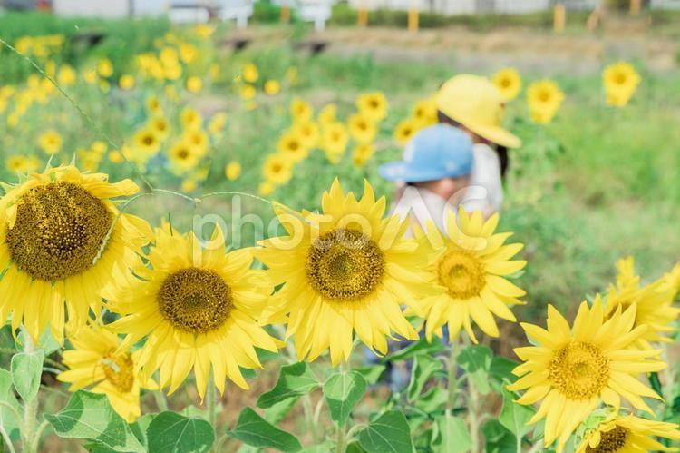 ひまわり畑で仲良し姉弟 花,自然,ひまわりの写真素材