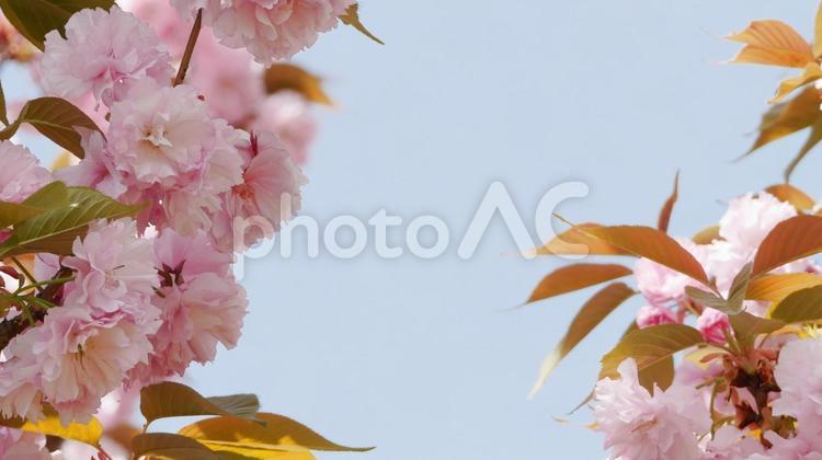 春の公園を華やかに彩る八重桜 八重桜,花,さくらの写真素材