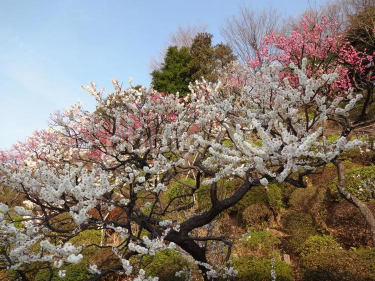 池上梅園の梅 池上梅園,池上,梅園の写真素材