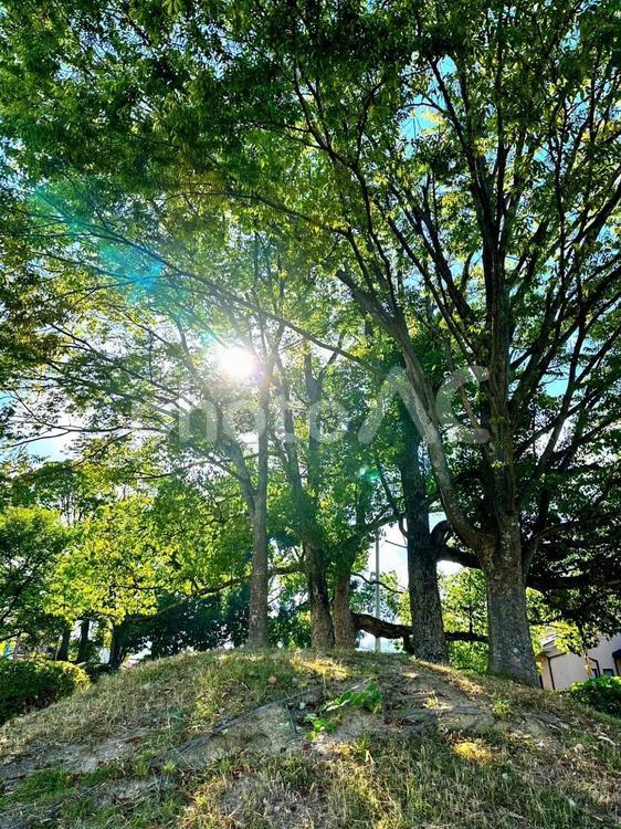 新緑の木漏れ日の風景 日差し,アウトドア,木の写真素材