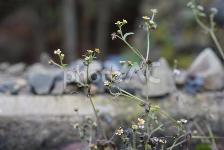 盛りを過ぎて落ち着いた白い小さな花 花,小さい,白いの写真素材