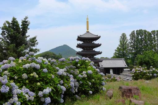 6月中旬の法然寺の五重塔とアジサイの花 6月中旬の法然寺の五重塔とアジサイの花の写真