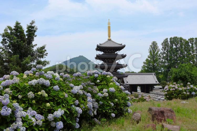 ６月中旬の法然寺の五重塔とアジサイの花 五重塔,伽藍,アジサイの写真素材