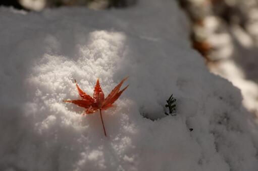 冬　雪　もみじ 雪,もみじ,12月の写真素材