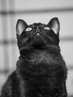 見上げる猫 見上げる猫 猫,ねこ,ペットの写真素材