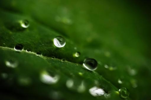 ＜雨の素材＞雨上がりの葉っぱと雨粒の写真