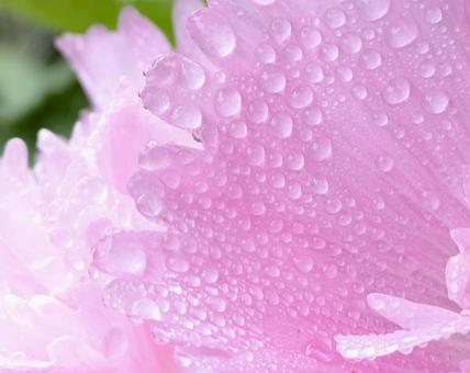 Raindrops on a cute double pink hollyhock, JPG Raindrops on a cute double pink hollyhock, JPG