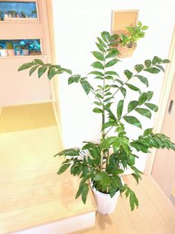 大型観葉植物 コーセーチャメドレア10号 大型観葉植物 コーセーチャメドレア10号の写真