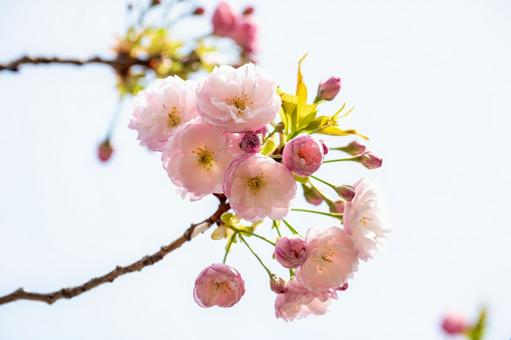 Double cherry blossoms (8), JPG Double cherry blossoms (8), JPG