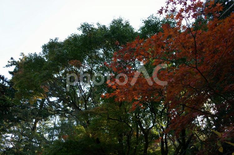 秋に遠州三山を巡る 秋,モミジ,紅葉の写真素材
