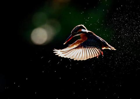 カワセミのホバリング カワセミのホバリング カワセミ,ホバリング,飛翔の写真素材