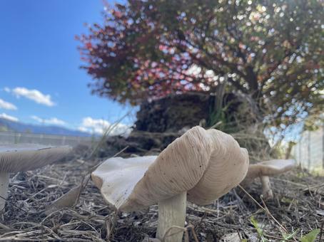 キノコと秋晴れ 秋,きのこ,キノコの写真素材