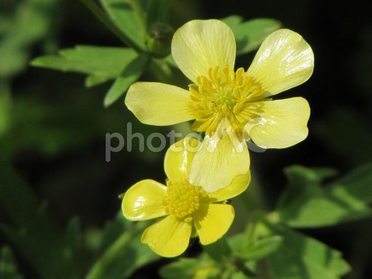 ウマノアシガタa ウマノアシガタ,黄色い花,春の花の写真素材