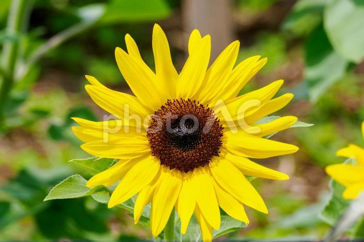 ヒマワリ(40) 夏,花,ヒマワリの写真素材