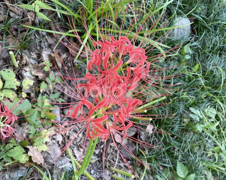 彼岸花 彼岸花,花,赤の写真素材