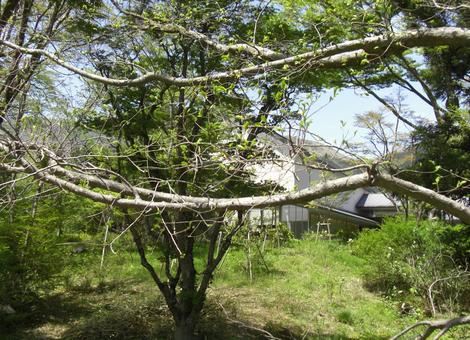 横に長く伸びた枝 横に長く伸びた枝 枝,横,長いの写真素材