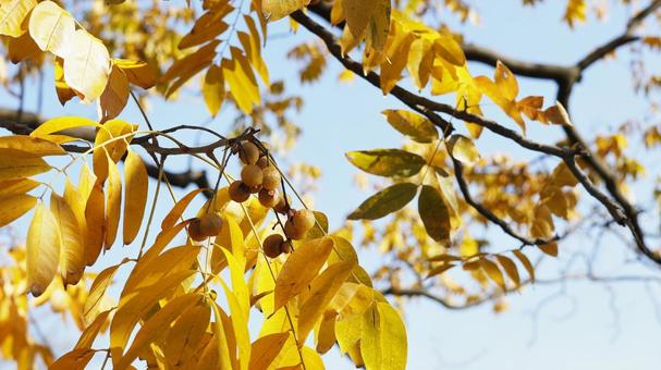 【植物の写真】ムクロジ（無患子） ムクロジ,無患子,黄色の写真素材