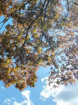 秋 紅葉,空,秋の写真素材