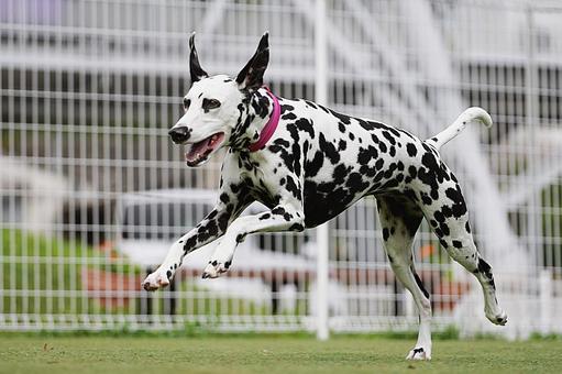 ドッグランのダルメシアン ドッグランのダルメシアン 犬,ダルメシアン,dogの写真素材