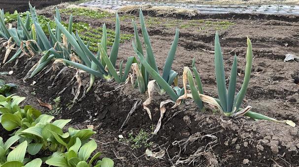 長ネギが育っている畑 長ネギ,ネギ,畑の写真素材