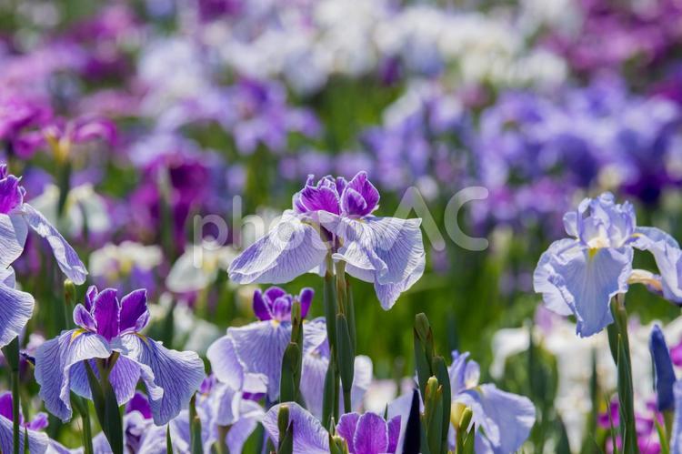 菖蒲園 菖蒲園,菖蒲,初夏の写真素材