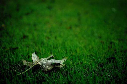<Material> Fallen maple leaves on a spring lawn, JPG <Material> Fallen maple leaves on a spring lawn, JPG