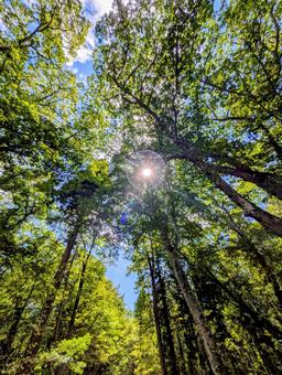 自然 自然 木,森,日差しの写真素材