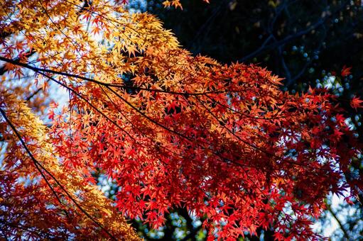秋のもみじ 秋のもみじの写真