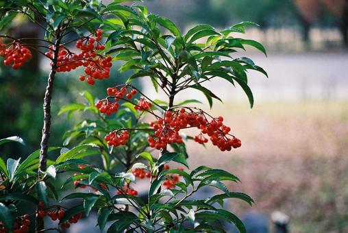 公園の万両 万両,赤い実,かわいい実の写真素材