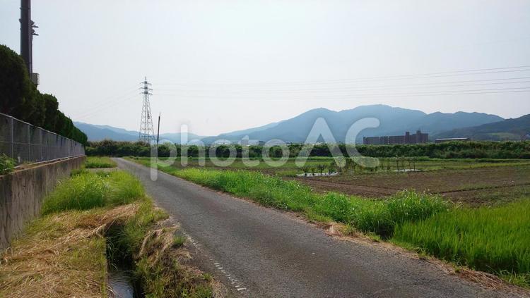 農地の道 農地,草,水路の写真素材