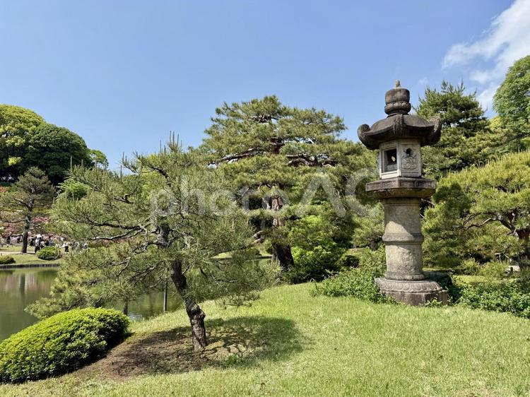 5月の六義園 六義園,駒込,都会の自然の写真素材
