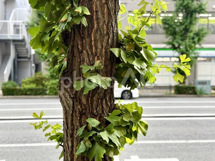 イチョウの葉っぱが生えてきた イチョウ,銀杏,夏の写真素材